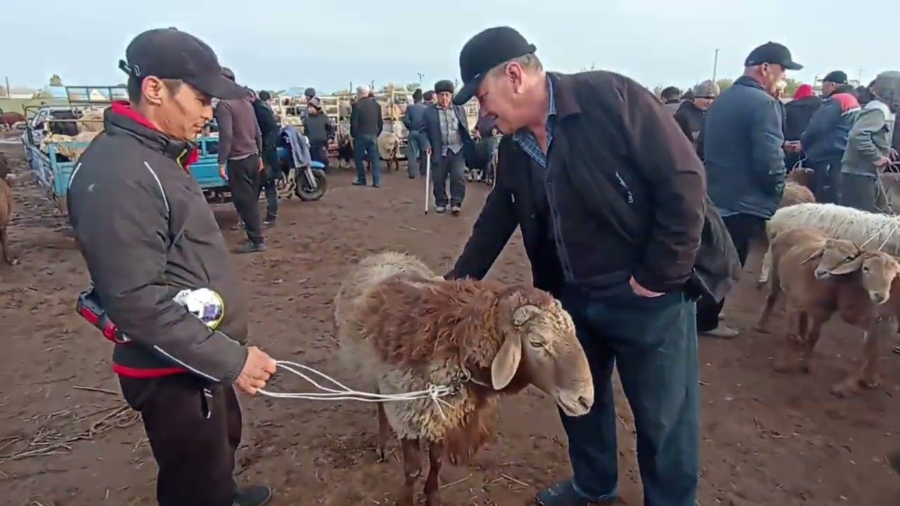 22-ОКТЯБР/ШЫМБАЙ МАЛ БАЗАРЫ КАНДАЙ?/2-БОЛИМ ВИДЕО
