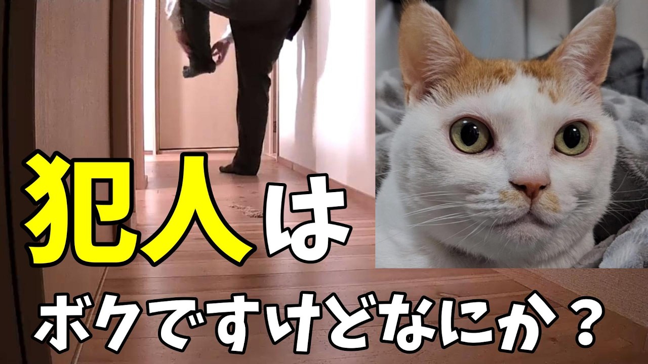 3猫との暮らしはハプニングの連続ですが幸せいっぱい
