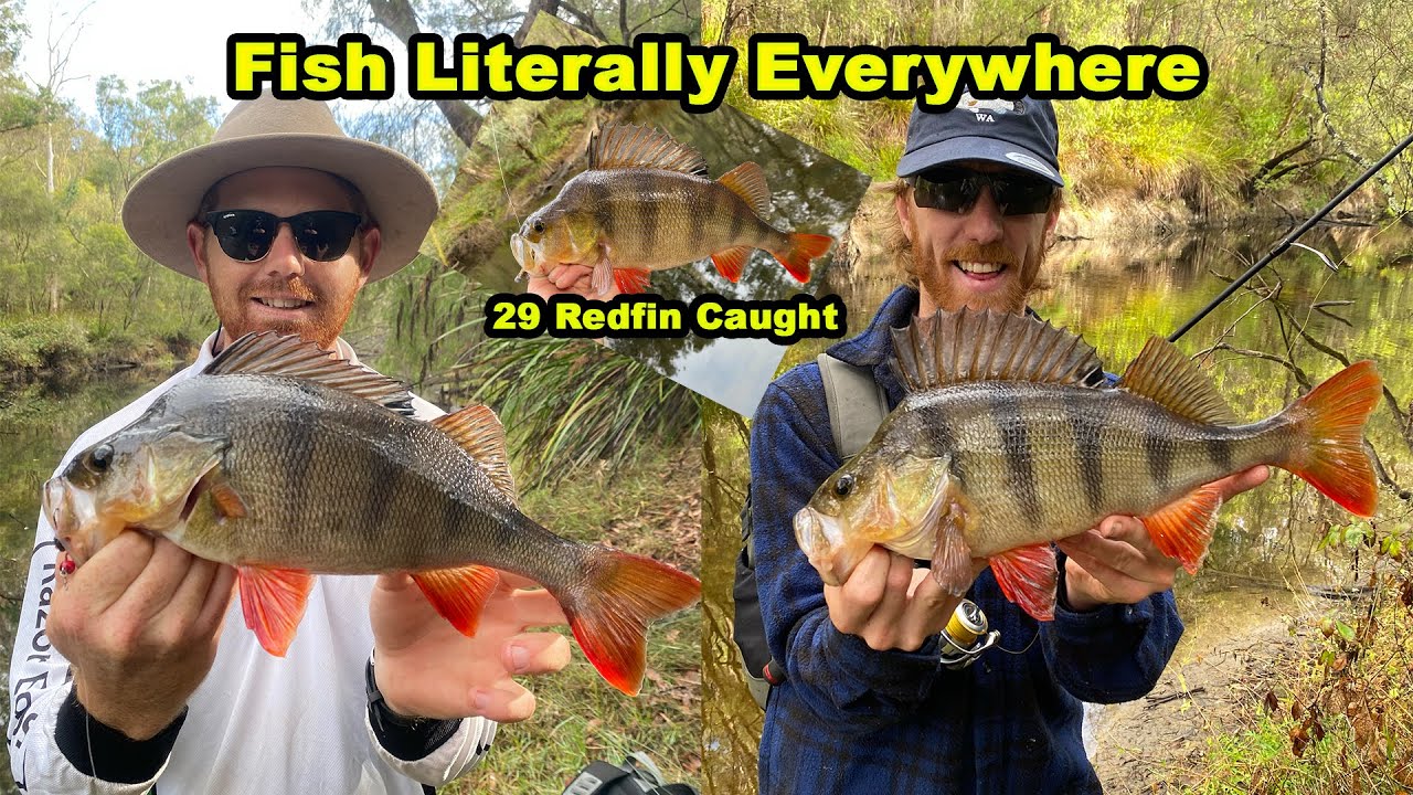 Fishing for Redfin Perch before stocking trout in the dam/pond