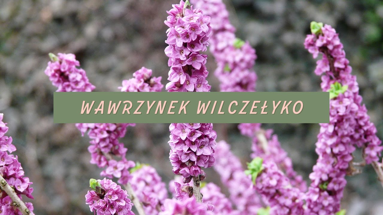 Wawrzynek wilczełyko - PIĘKNY i NIEBIEZBIECZNY!