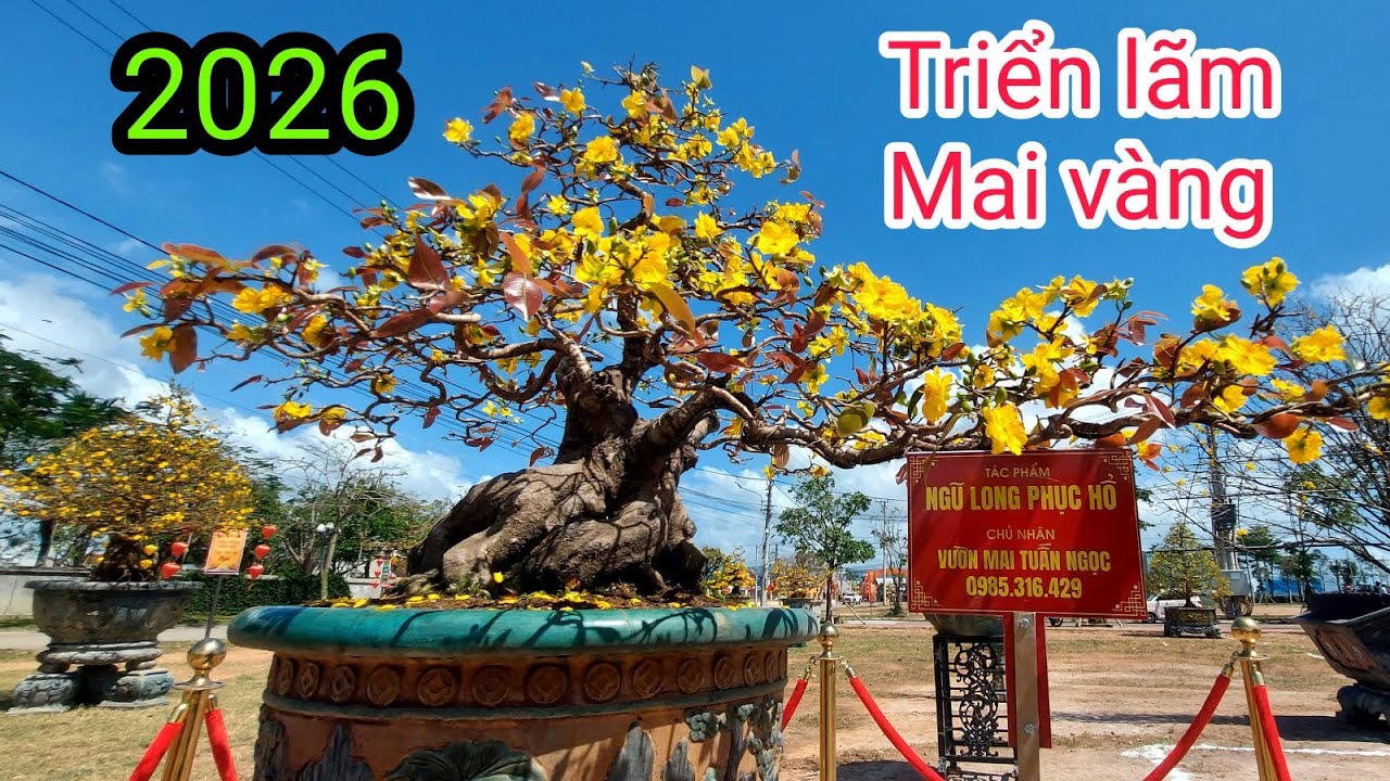 Triển lãm Mai vàng An Nhơn 2026 (Tập1)