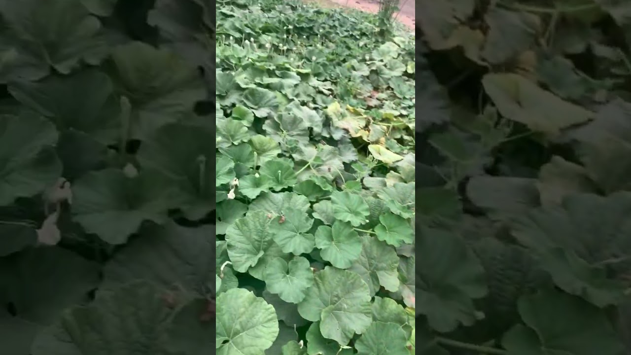 How to grow vegetables in dubai / the amazing way of of growing vegetables 🥕 #shorts #dubai #youtub