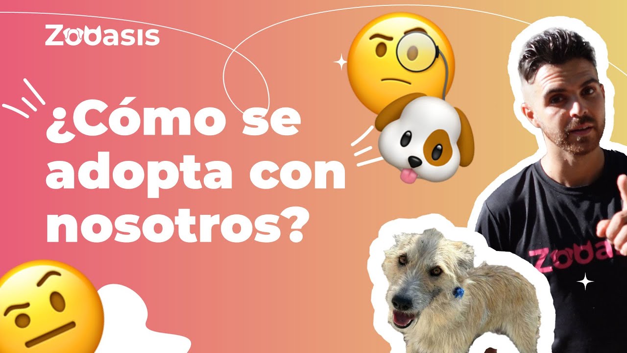¿Cómo se adopta con Zooasis? 🧐🐶  | #perros #refugiodeanimales #rescatedeanimales