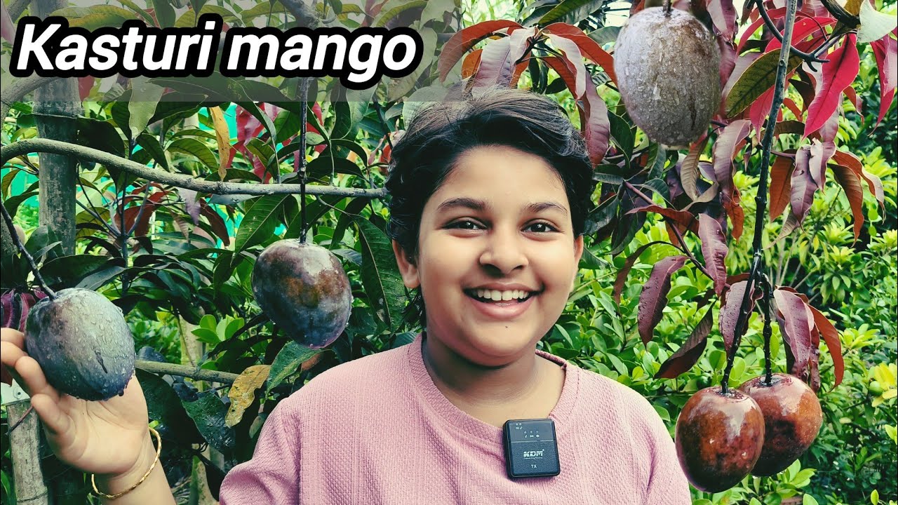 Kasturi mango plant /Black mango 2025/ ph-7601949430