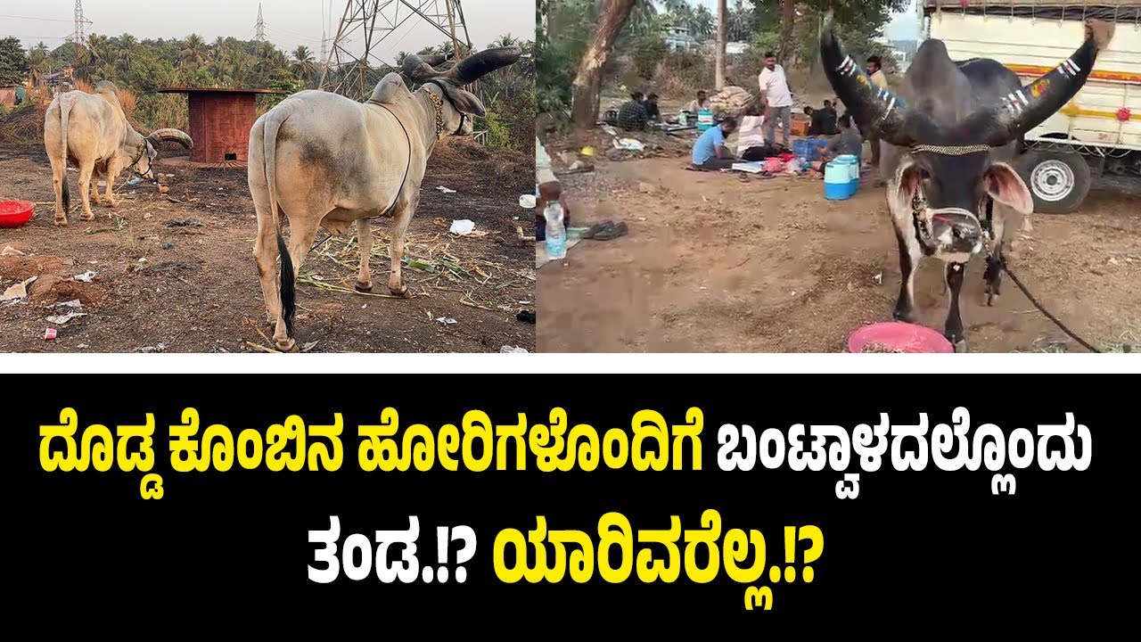 ಬಂಟ್ವಾಳ: ದೊಡ್ಡ ಕೊಂಬಿನ ಹೋರಿಗಳೊಂದಿಗೆ ಬೀಡು ಬಿಟ್ಟಿರುವ ತಂಡ..! ಇವರೆಲ್ಲಾ ಯಾರು ಗೊತ್ತಾ.!?