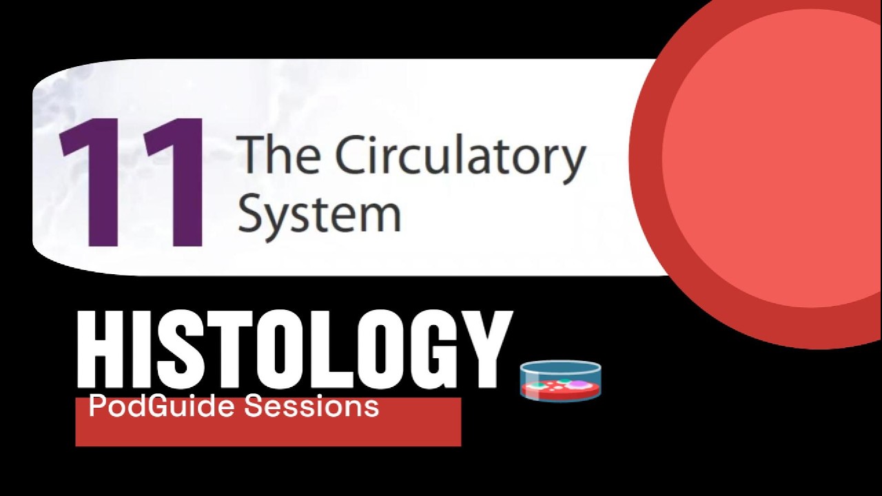 Histology: The Circulatory System #histology #circulatorysystem