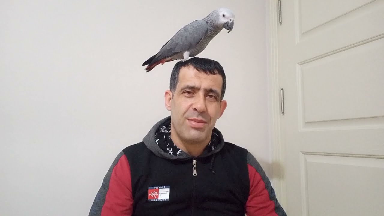 JAKO PAPAĞAN ALIRKEN DİKKAT ETMEMİZ GEREKEN BİLGİLER