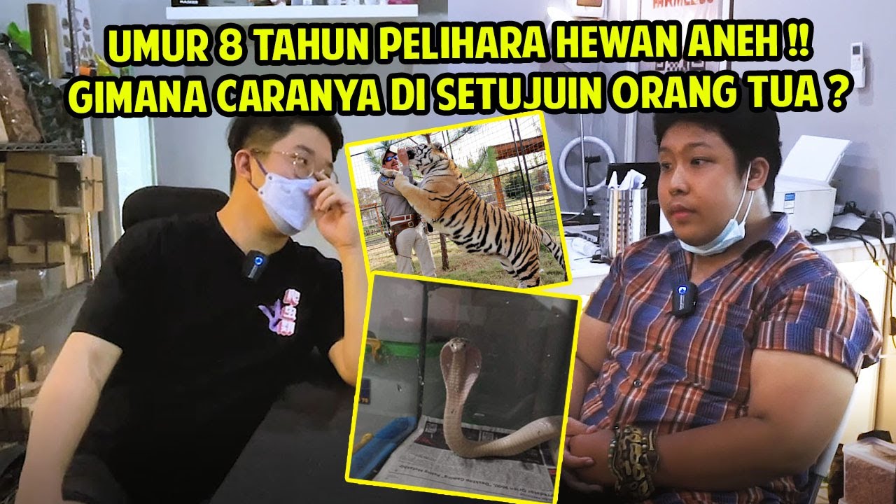 BOCIL GILA !! UMUR 8 TAHUN PIARA HARIMAU ? GIMANA CARA IJINNYA ?