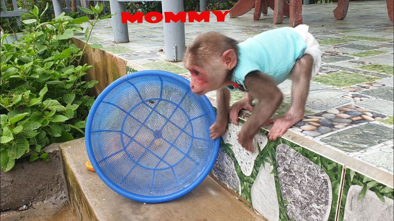 Baby Monkey Bob is active to help Mom with daily chores