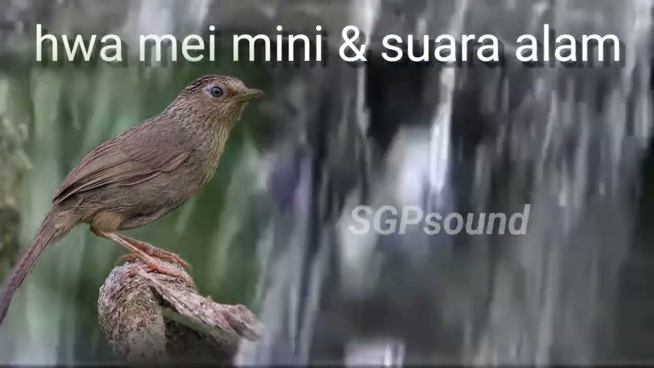 Pancingan suara alam & hwa mei / wambi mini. Utk burung macet, paud & malas bunyi.
