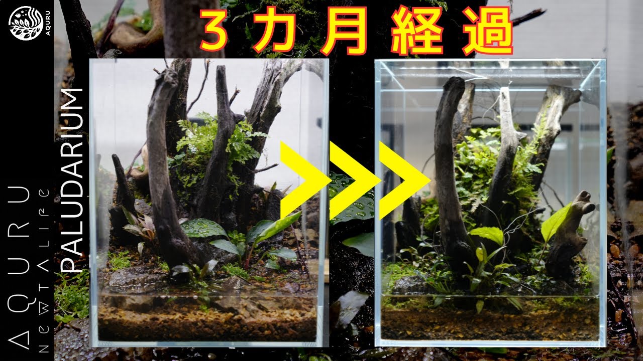 シノブのパルダリウム３カ月経過報告！観葉植物に代わるインテリア グリーン│PALUDARIUM