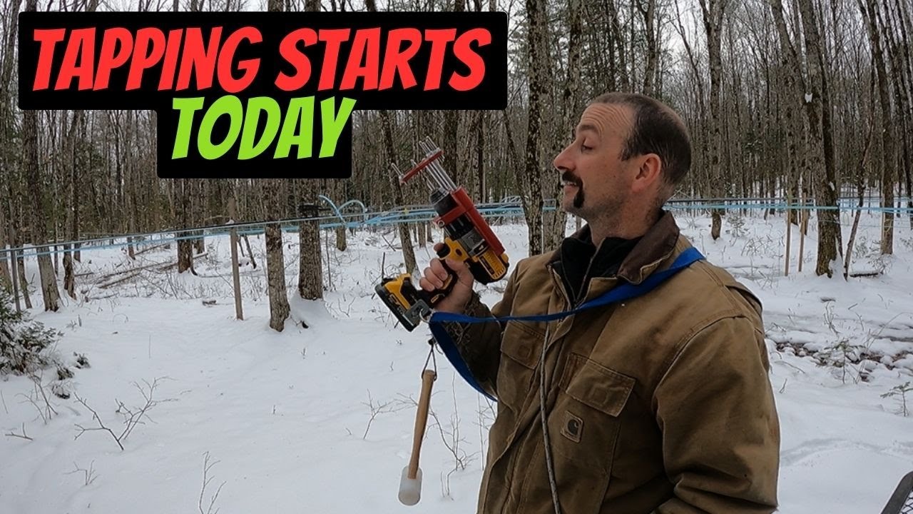 The 2024 maple syrup season starts today!!!