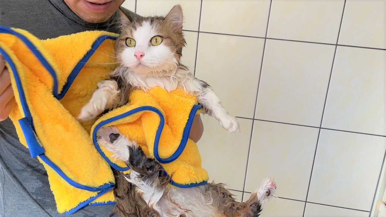 2年ぶりのお風呂で一回り小さくなってしまう猫
