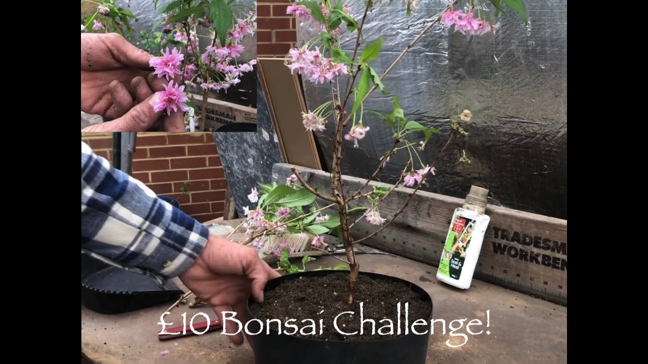 £10 Bonsai Challenge! Cherry Blossom Tree Prunus Oshidori!