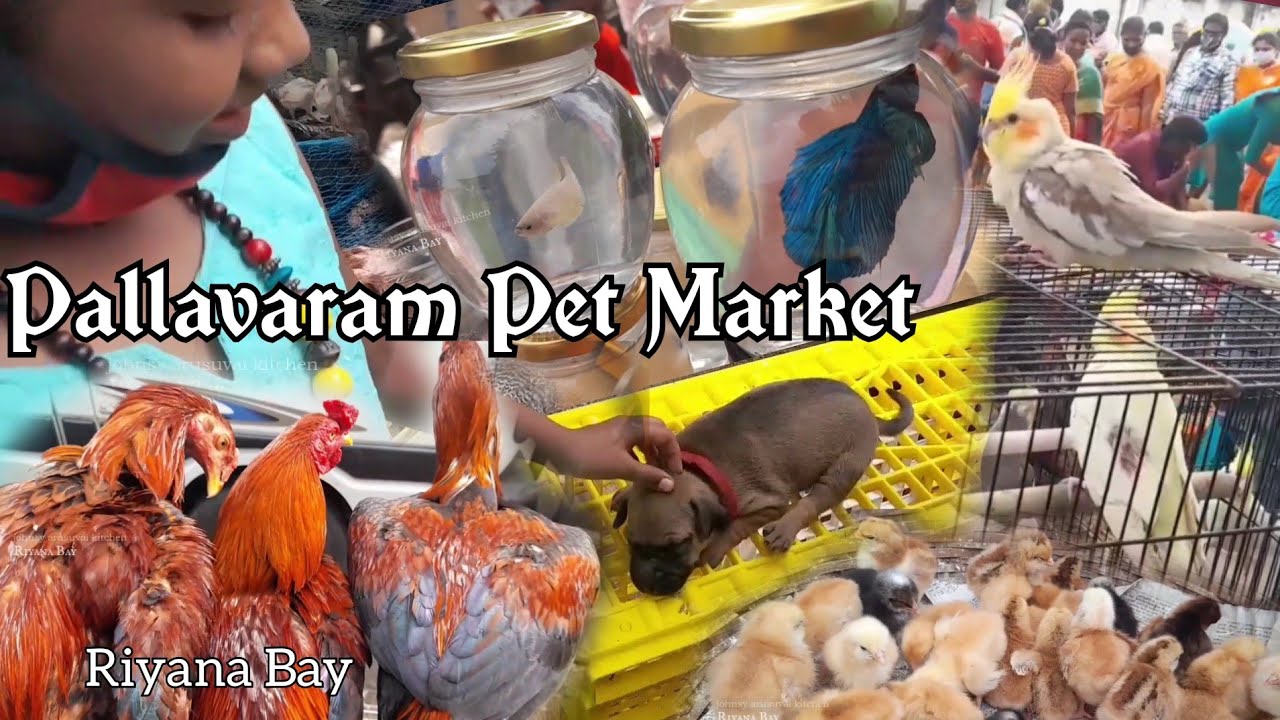 Pallavaram Santhai Pet Market | Friday Market | #Pet # pets