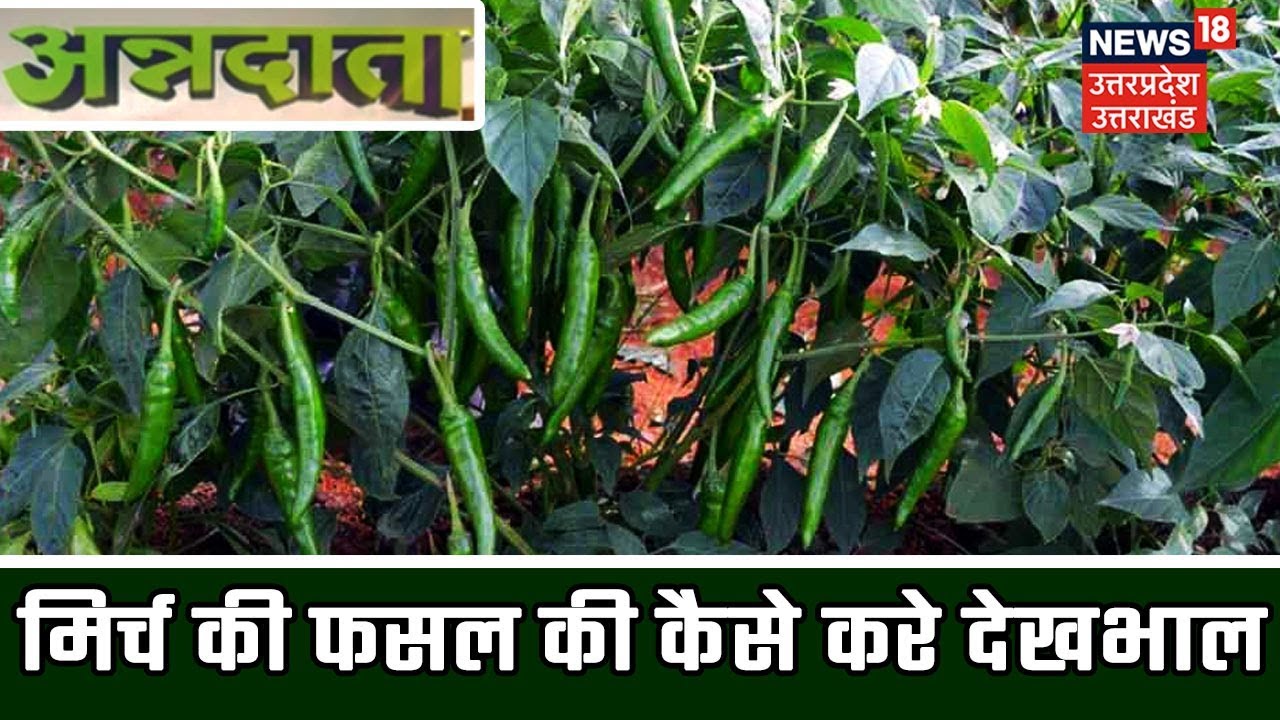 मिर्च की फसल की कैसे करे देखभाल | अन्नदाता | May 4, 2019