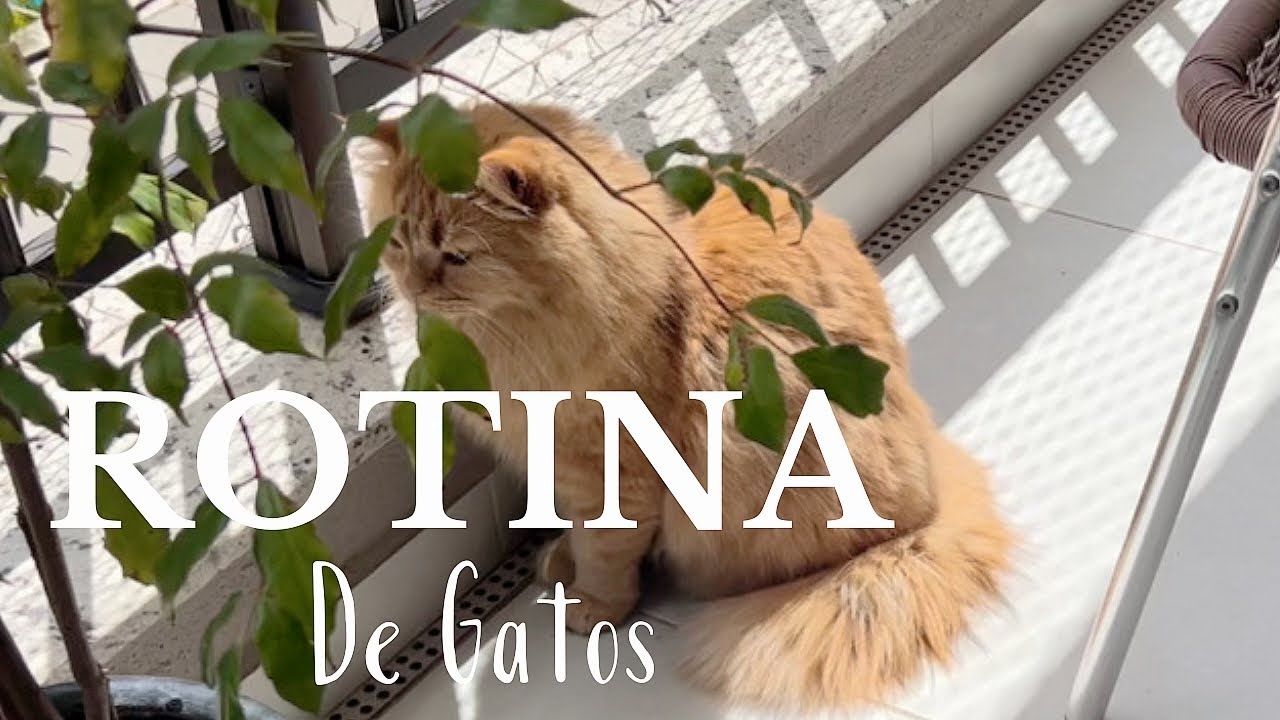 Limpe a casa ouvindo as minhas músicas favoritas | Vida De Ale | Meg e Max | Playlist