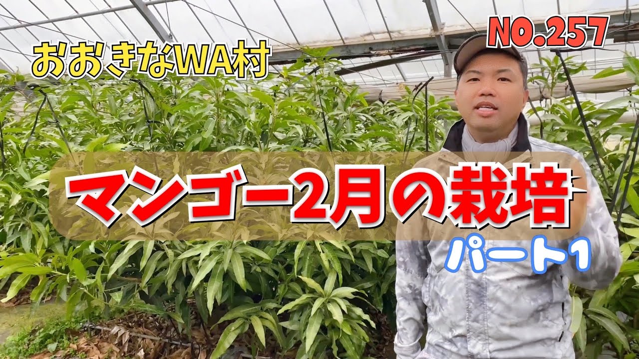 【おおきなWA村】マンゴー2月の栽培‼️に向けて