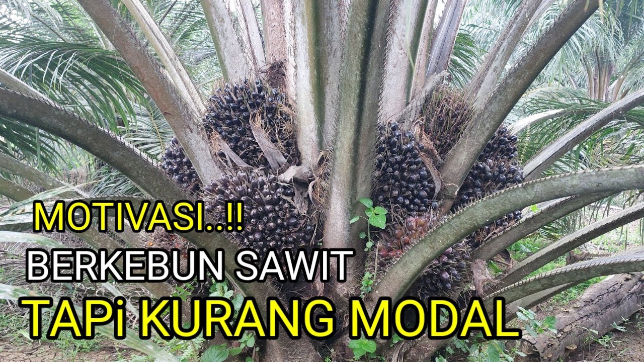 Motivasi petani pemula berkebun tapi kurang modal