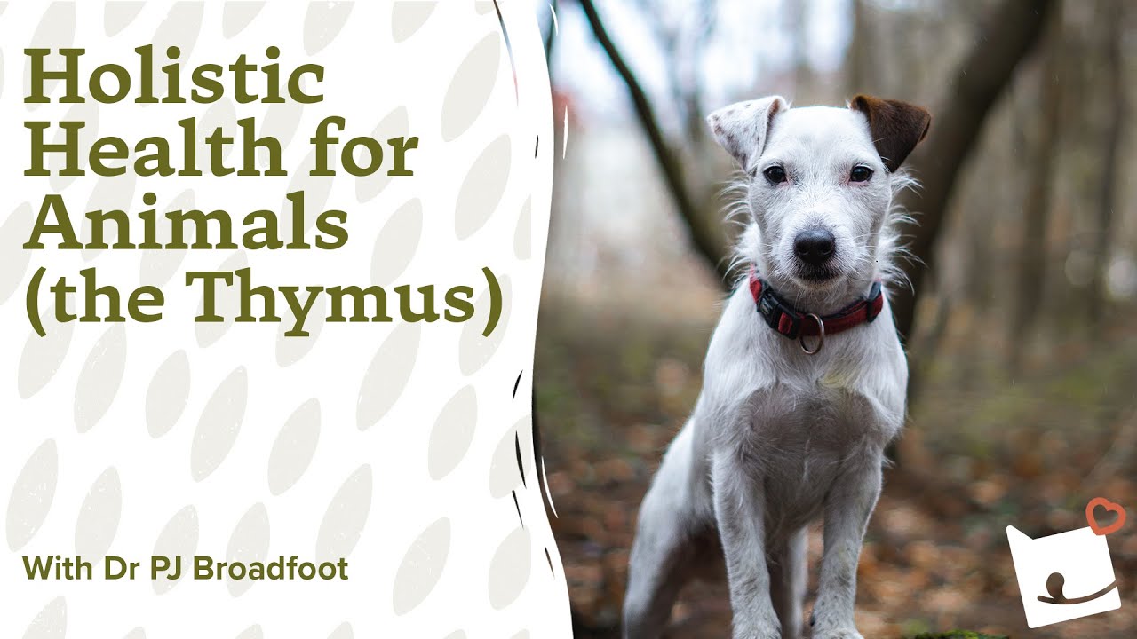 Holistic health for animals, the Thymus | An Interview with Dr PJ Broadfoot