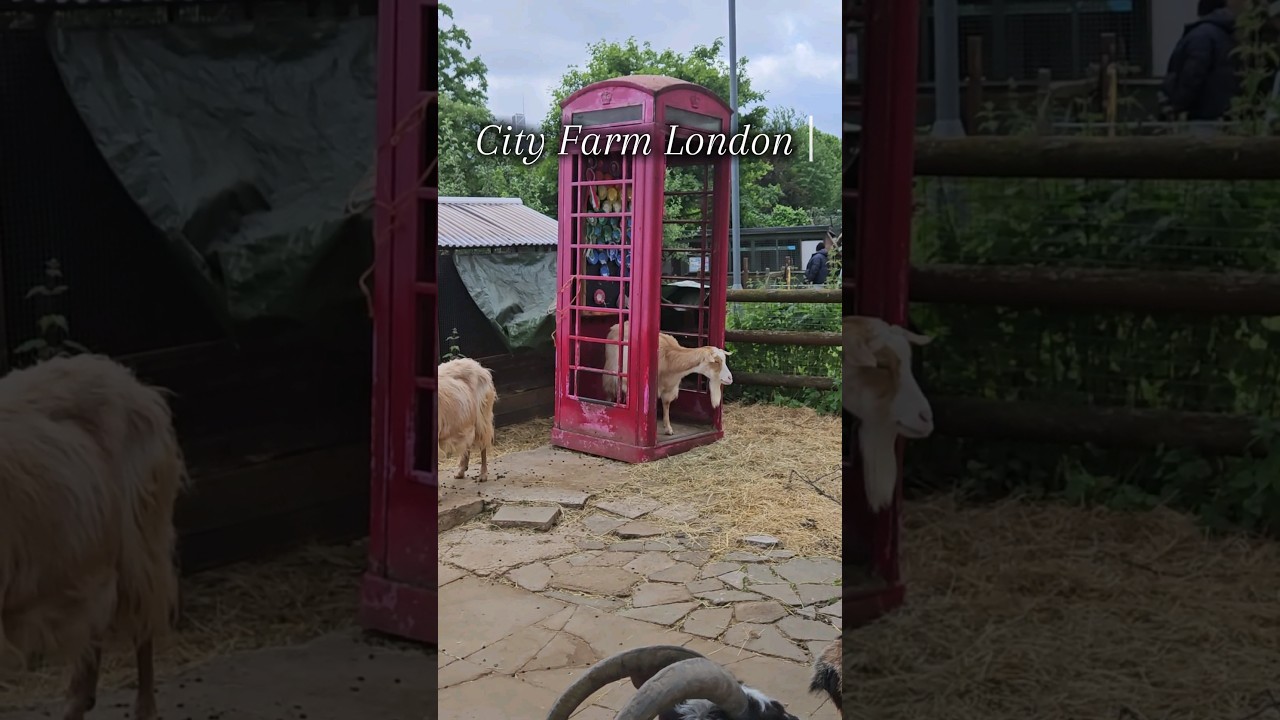 °☆City Farm London☆° | °♡Мини ферма в Лондоне♡° 
