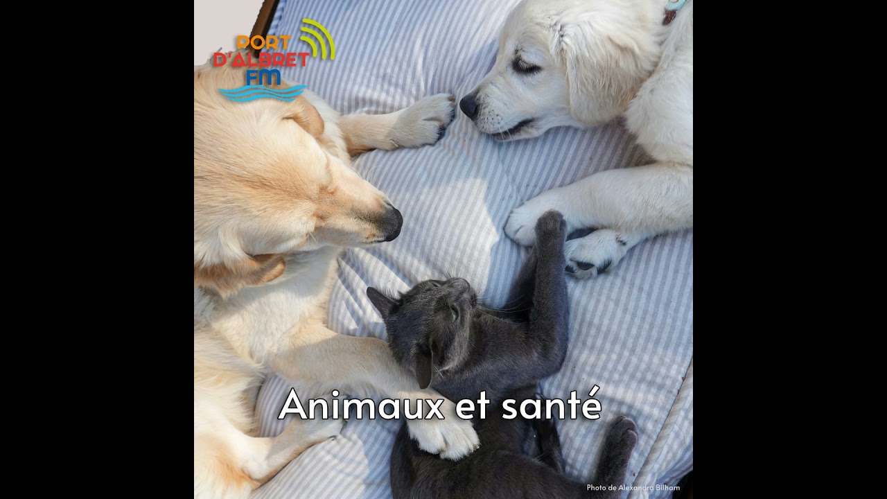 Dr Briatte : Animaux et pathologies féminines