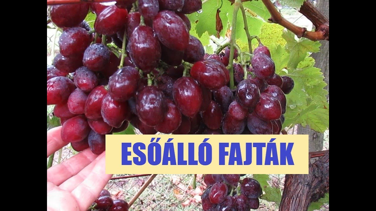 Esőálló fajták október elején