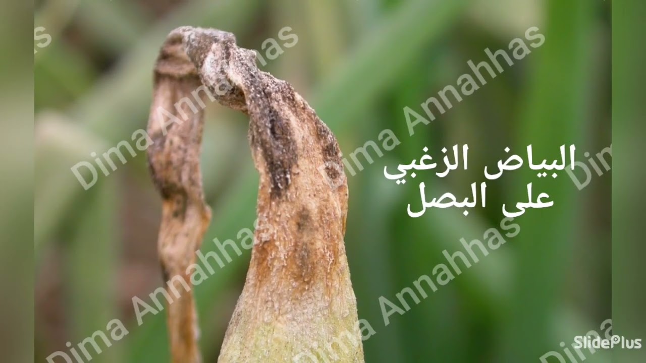 Puccinia porri (Puccinia allii) + Peronospora destructor + Alternaria porri + Stemphylium vesicarium