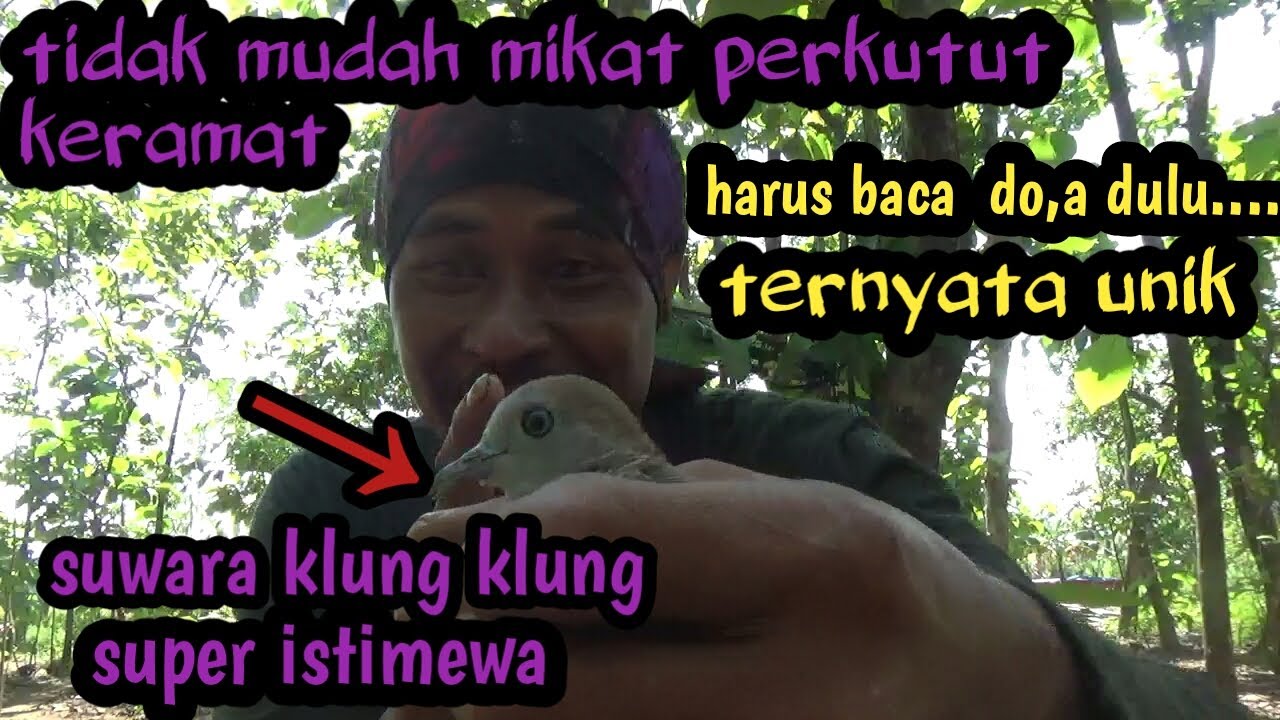 Mikat perkutut  suwara super besar klung kelung  ternyata unik istinewa