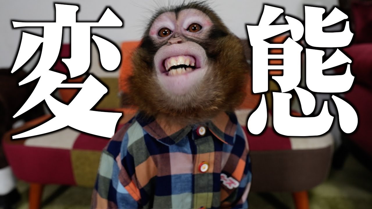 【悲報】うちの子、お猿界でもトップクラスの変態だとわかりました…