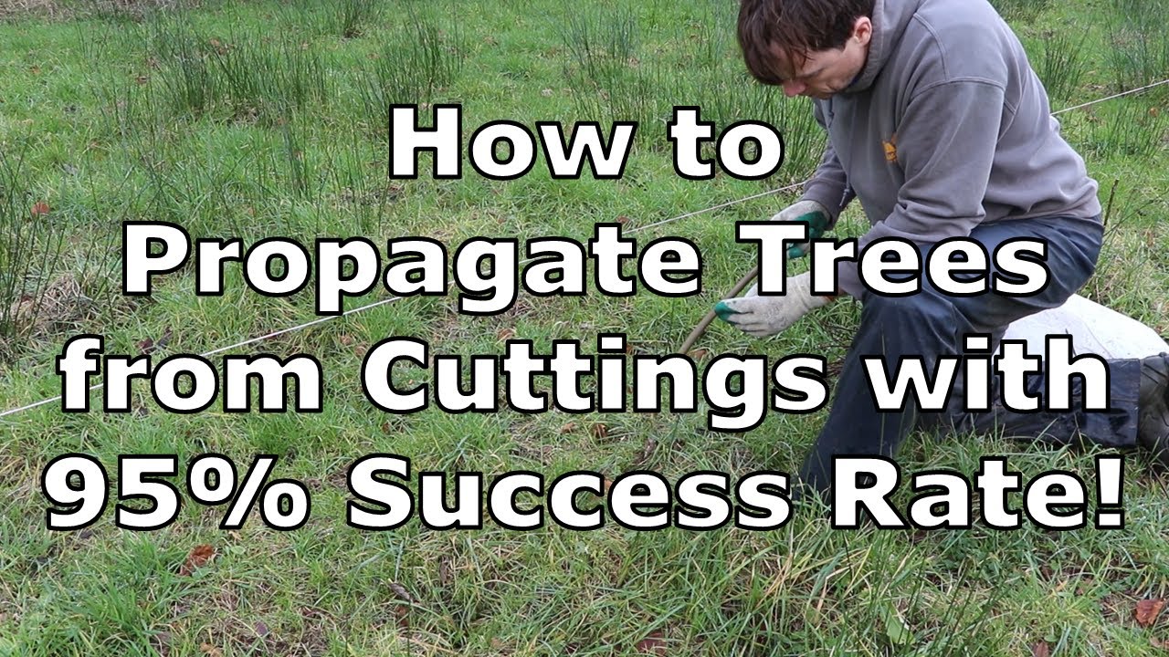 Lessons Learnt Establishing a Coppicing Forest from Cuttings. 95% Success Rate!