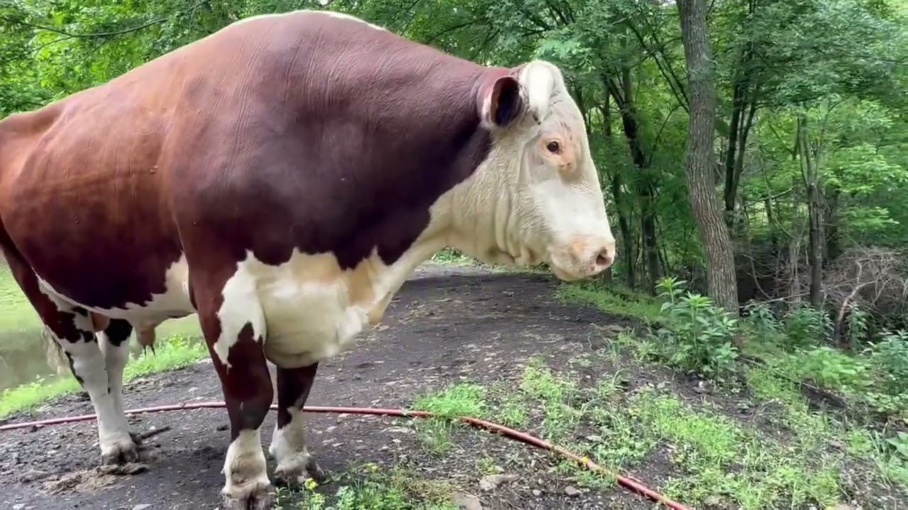 If you thought a Karen was bad. Try to pass a Rufus 