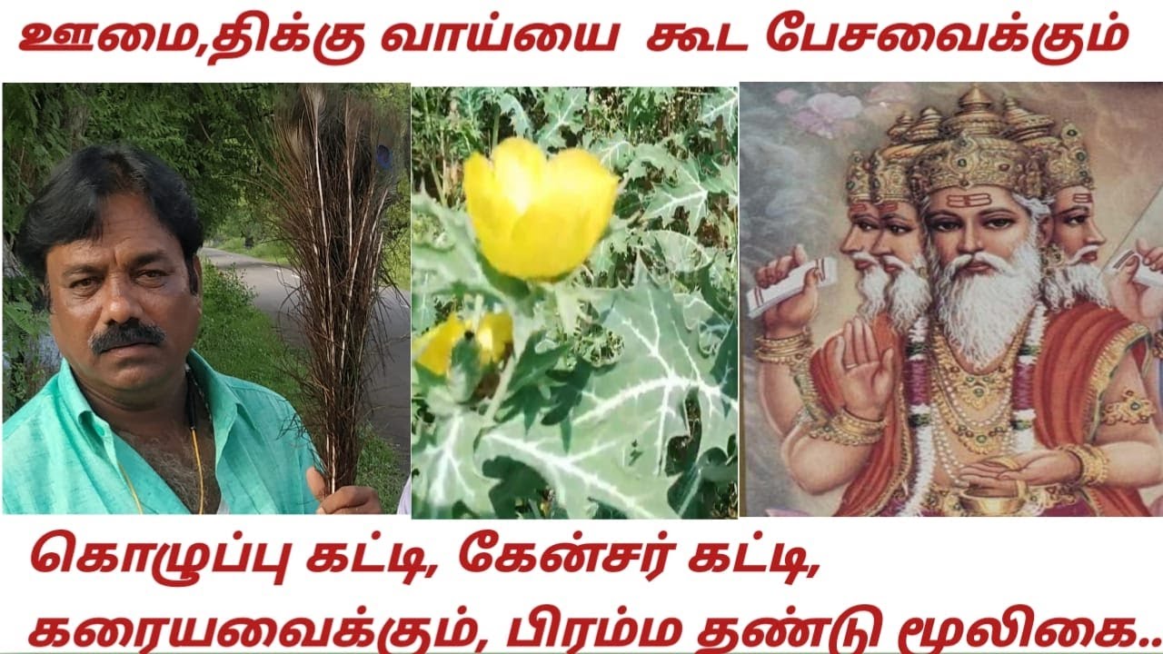 mayil iragu : bramathattai