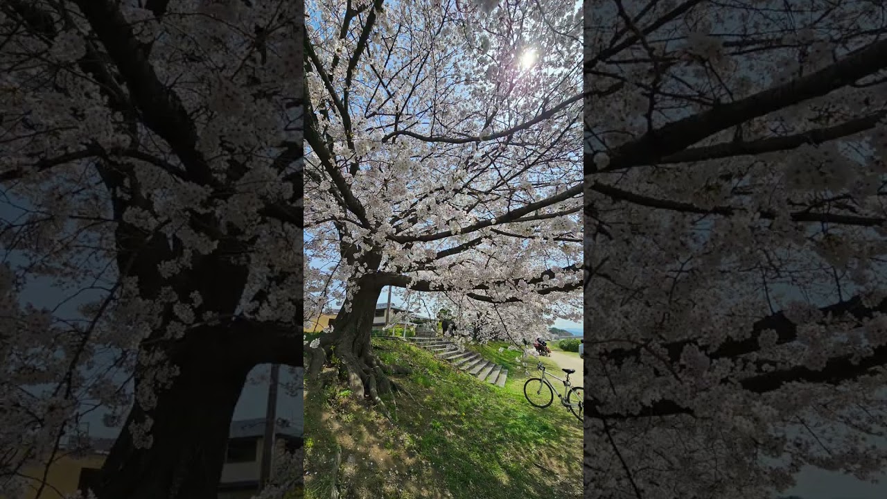 京都賞櫻景點~鴨川北大路