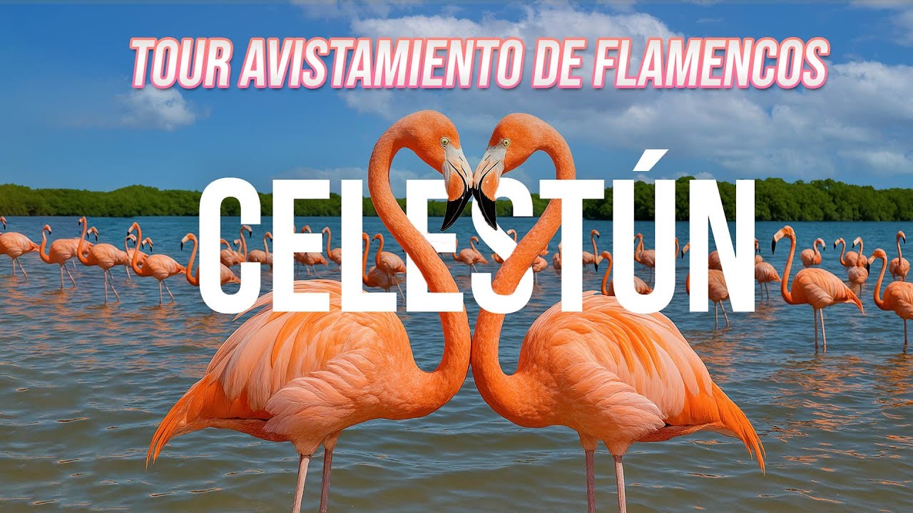 ¡Descubre el Paraíso Secreto de Celestún y sus Flamingos Rosados!
