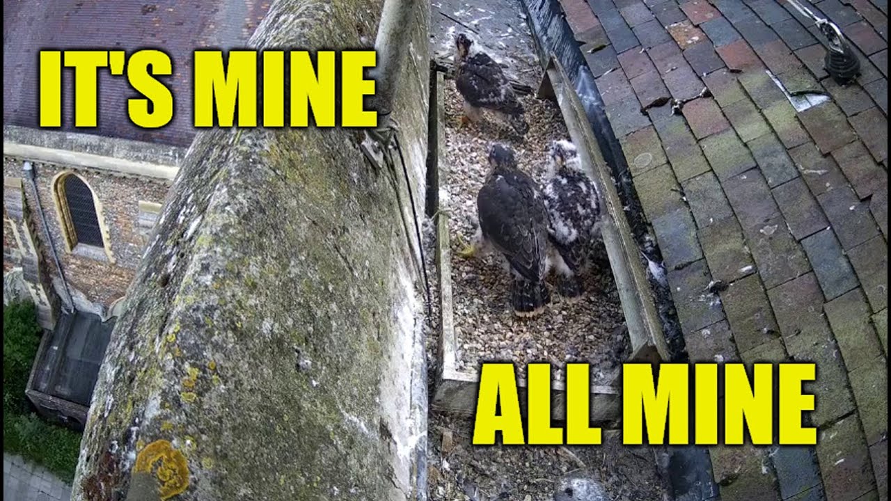 It's Mine, All Mine  - The St Albans Peregrine Falcons 2025