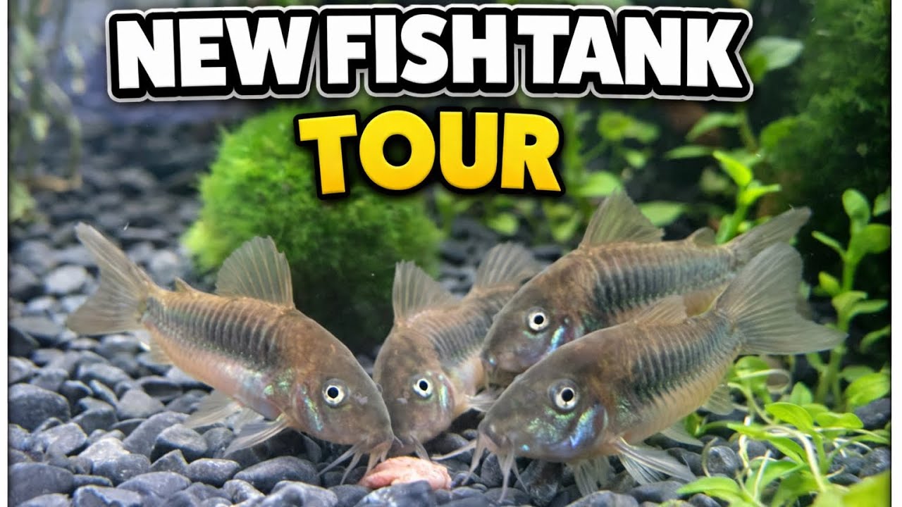 New Fish Tank Tour 