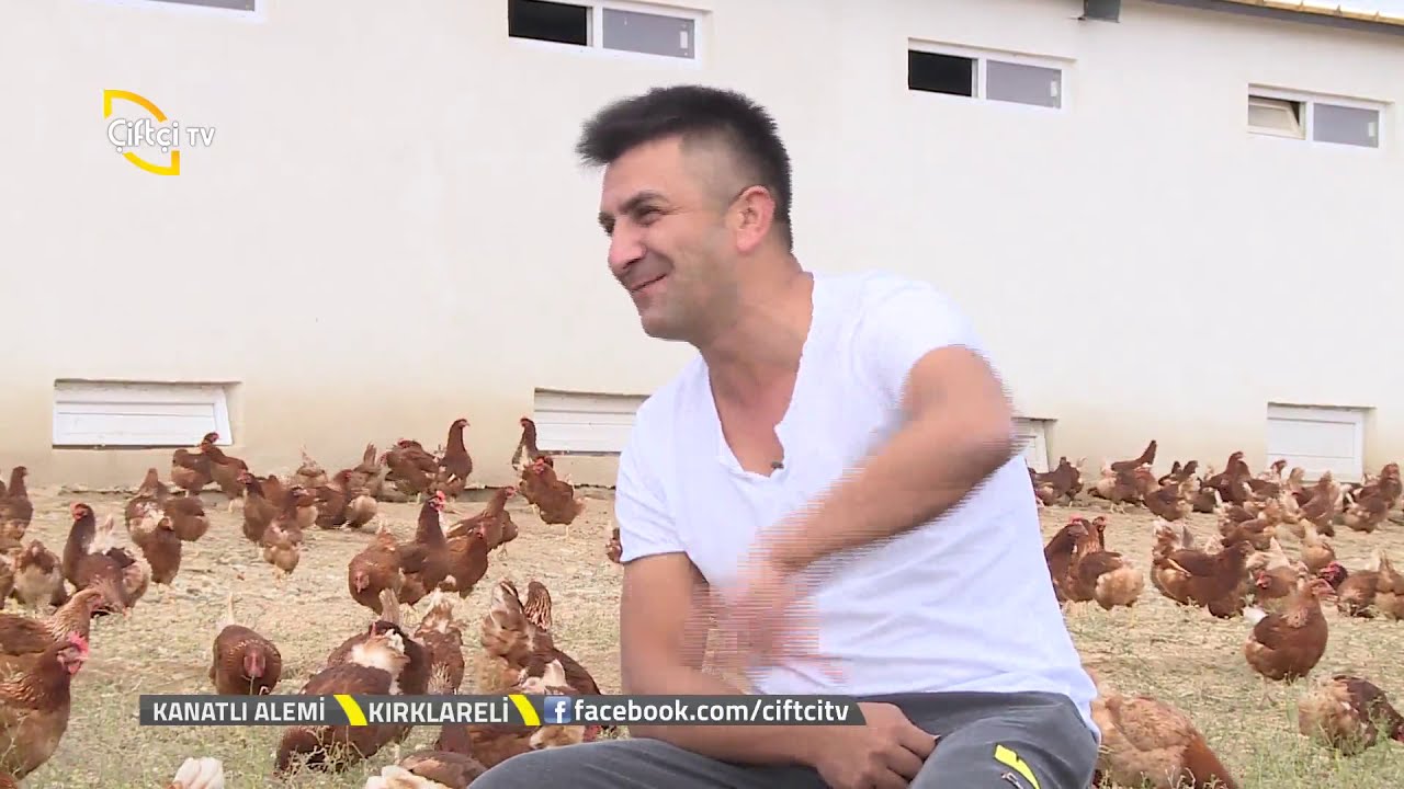 Kanatlı Alemi - Salma  Tavukçulukta  Yumurta  Üreticiliği.