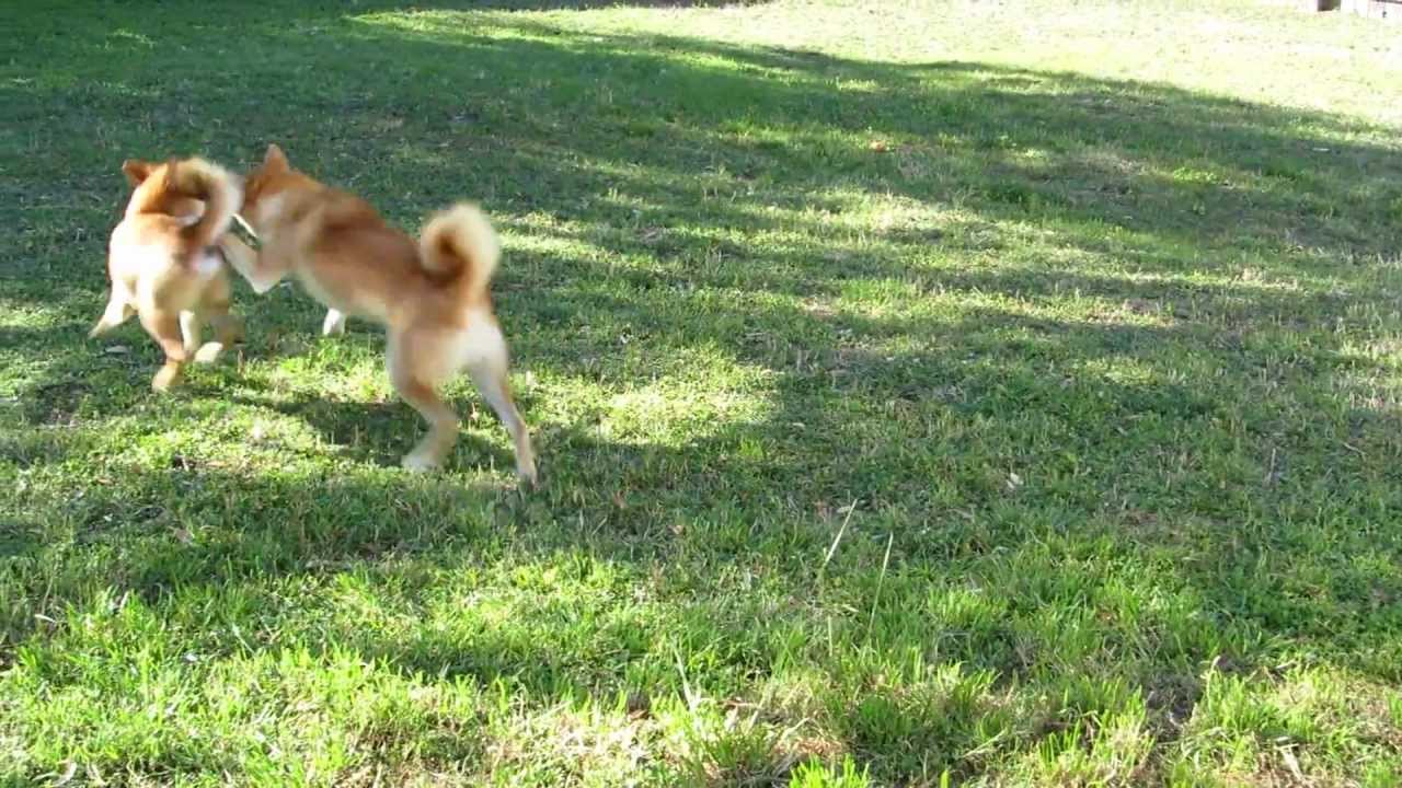 Two Shiba Inu Playing Like They Are Fighting- Puppy Kaji and Taisho