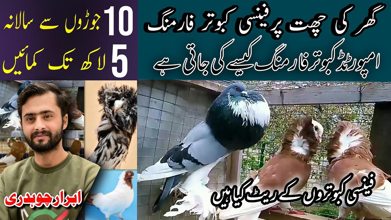 Fancy Kabutar or Pigeon farming profitable business idea