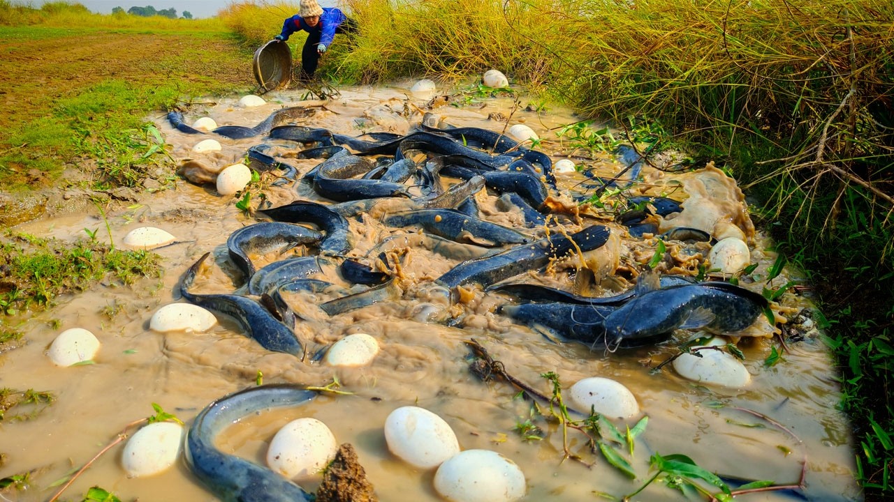 WOW unique! fishing skills catch and pick duck in the rice field under the grass