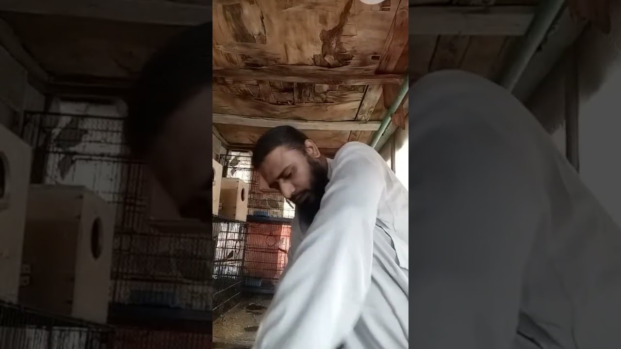 Daily morning live stream and daily live stream / my pets video watch like comment  and feedback