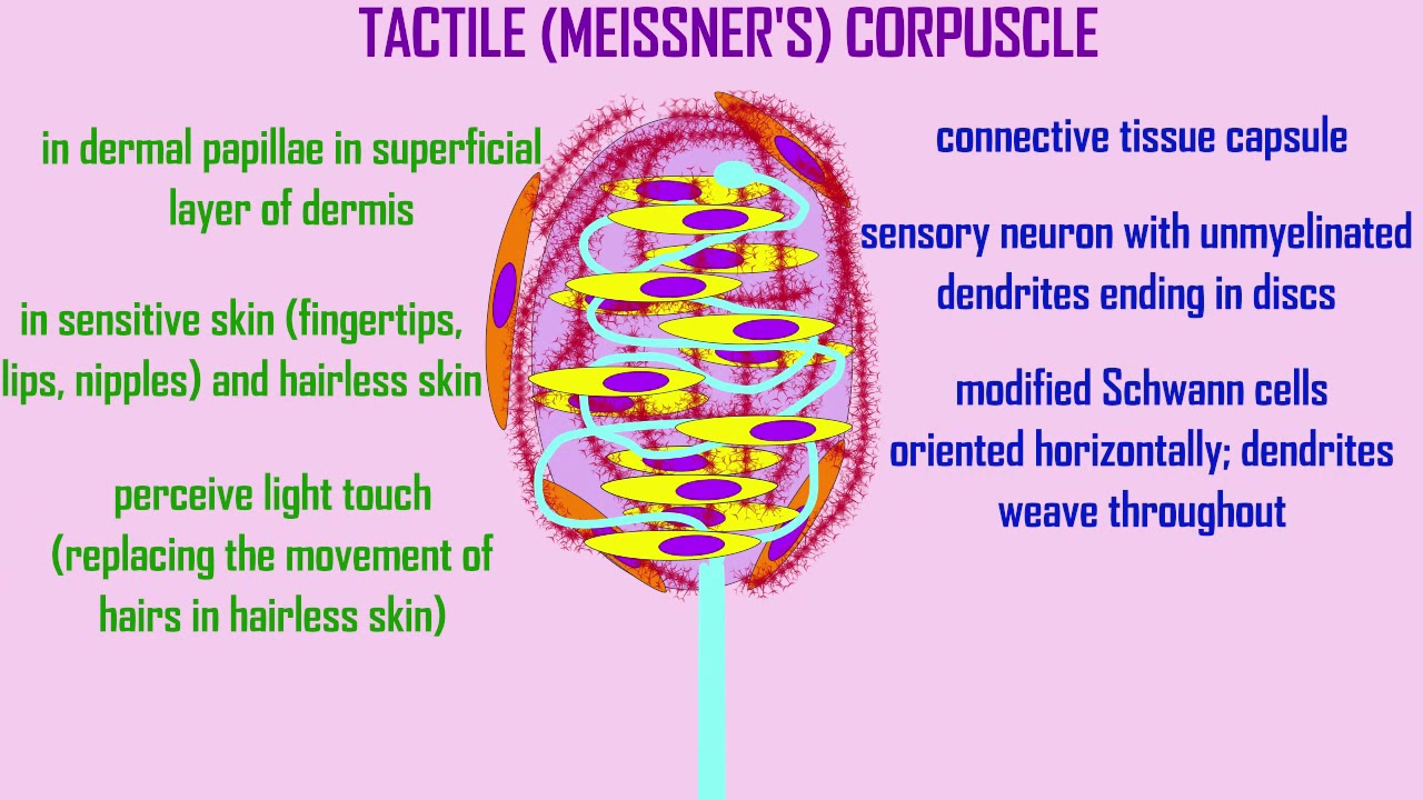 general senses: encapsulated receptors