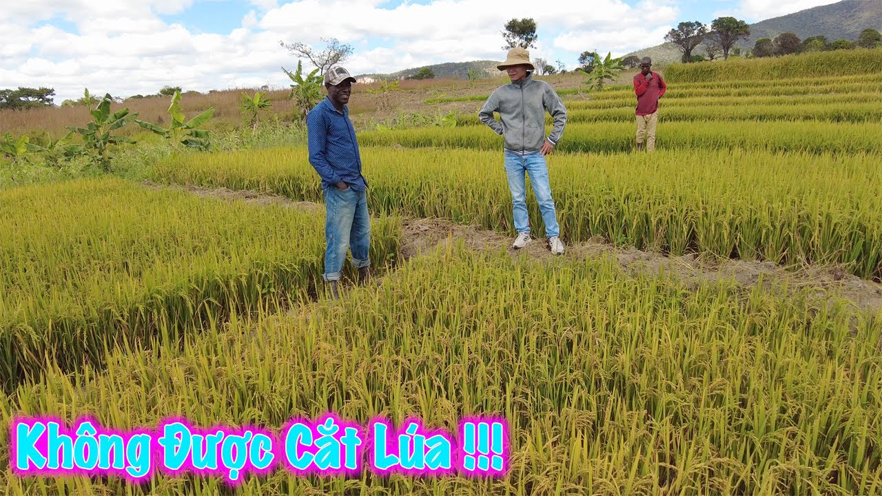 Linh Philip || Lãnh Đạo Huyện Yêu Cầu Tạm Dừng Thu Hoạch Lúa Nhà Anh Joao Vì Điều Gì ?