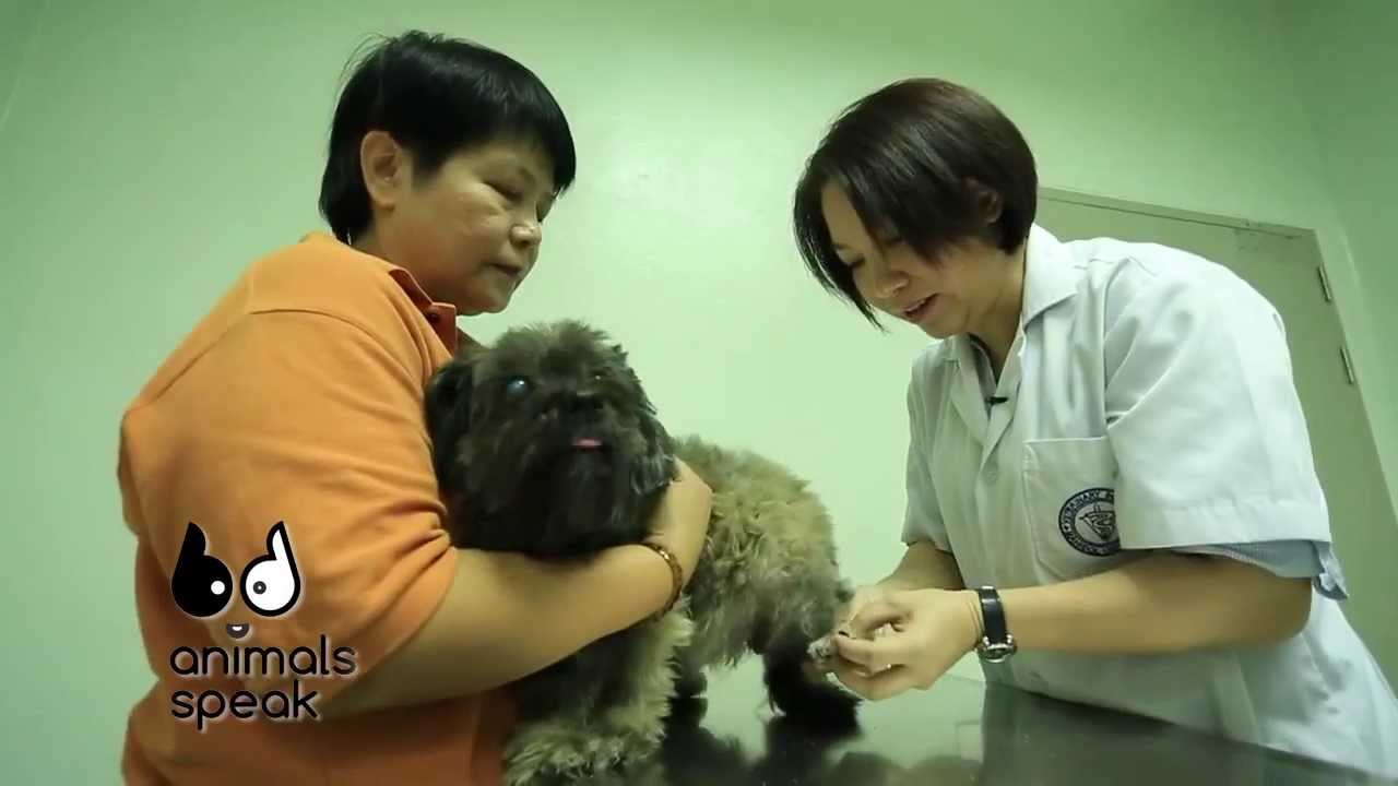 Animals Speak [by Mahidol] แก้โรคเรื้อนเปียกและกลัวเสียงฟ้าร้องในสุนัข