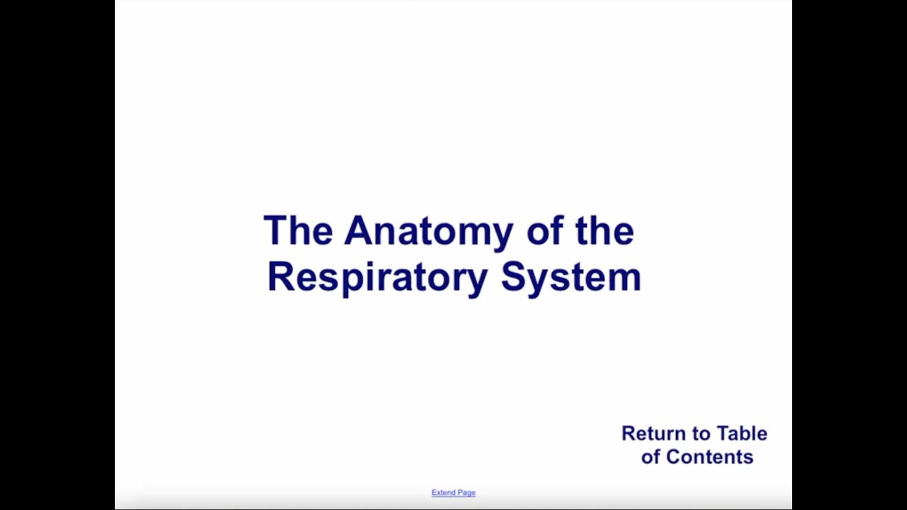 The F3 Science Anatomy of the Respiratory System