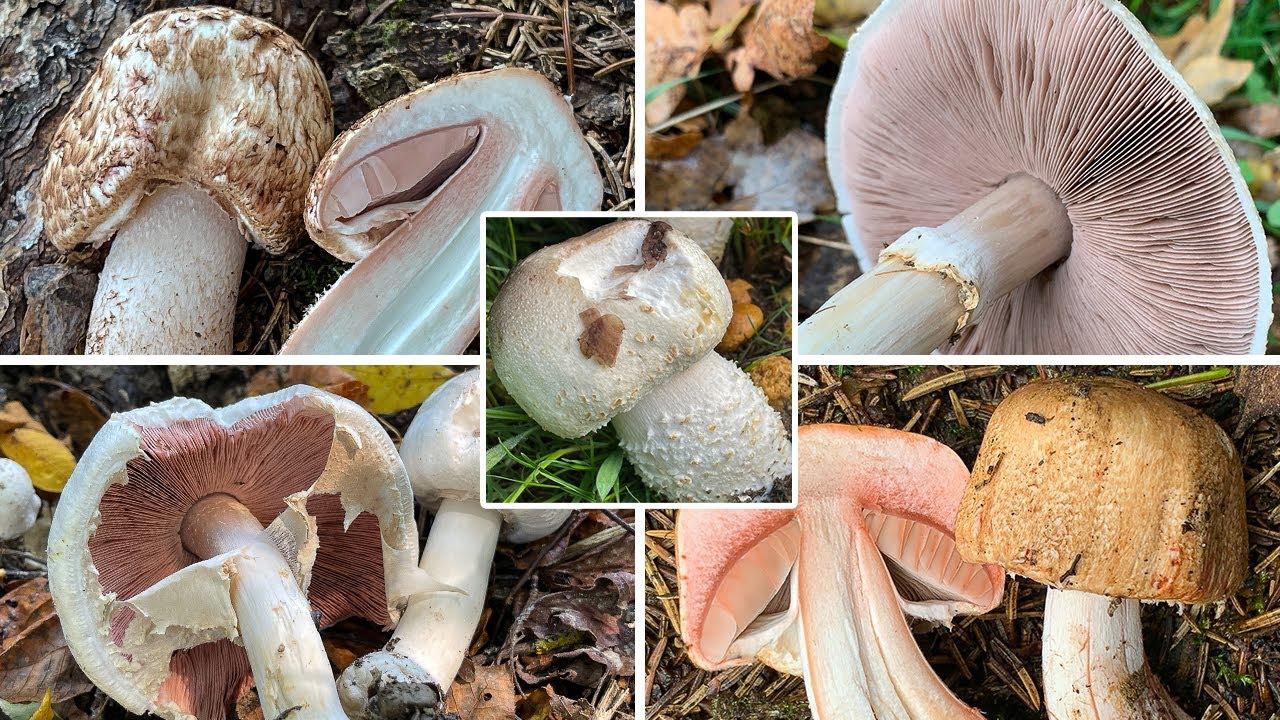 Champignon Grundwissen | Aufkl&auml;rung vieler Mythen & Halbwahrheiten zu den Champignons | Agaricus