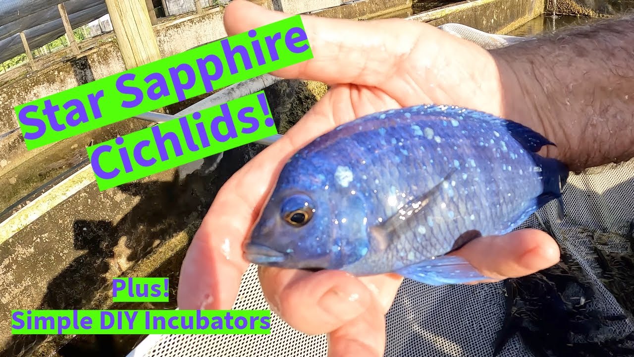 Star Sapphire Cichlids with Master Breeder Rick Biro at Florida Exotic Fish Sales Farm.