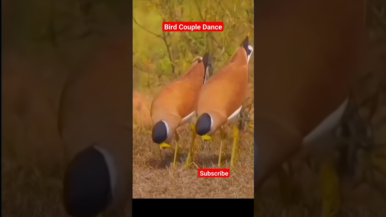 Bird Couple Dance #bird #couple #dance #youtubeshorts