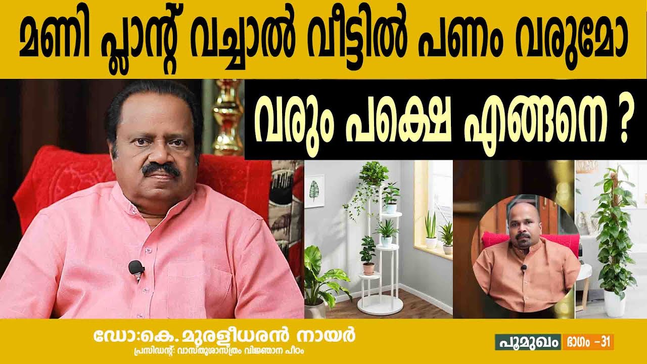 മണി പ്ലാന്റ് വച്ചാൽ വീട്ടിൽ പണം വരുമോ വരും പക്ഷെ എങ്ങനെ ?  money plant benefits at home